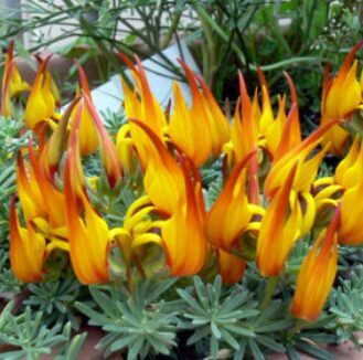 Lotosa stīga 'Gold Flash'